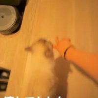 飼い主の手を引っ張る猫