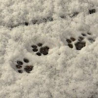 猫の足跡