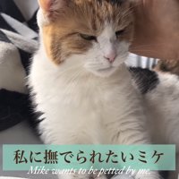 撫でられにいっているミケ
