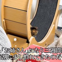 テロップ「琥麦も～」