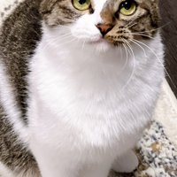 冬毛になった猫の胸まわり