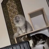 室内にいる猫たち