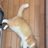 飼い主さんの足を持つ茶白猫
