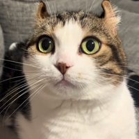 飼い主さんを見る猫