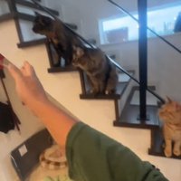 撮影者の手の先を見つめる3匹の猫