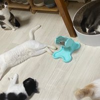 先住猫とくつろぐ白猫