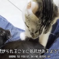 イカ耳の子猫