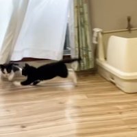 走る白黒猫2匹