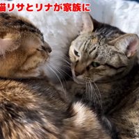 子猫と添い寝