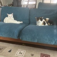 ソファーに座る猫