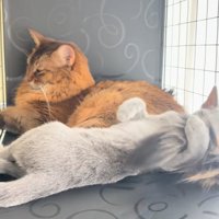 2匹の猫