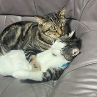 毛づくろい再開