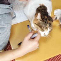 問題集の上に横たわる猫