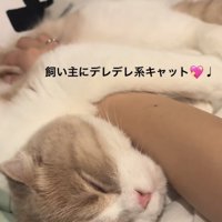 「飼い主にデレデレ系キャット」のテロップ写真2