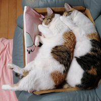 三毛猫姉妹のシンクロ寝