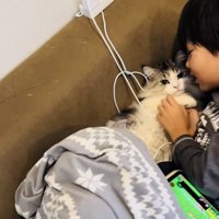 お兄ちゃんに謝られるマンチカン