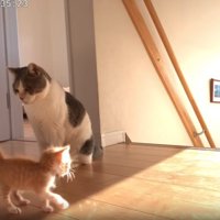 歩いていく子猫