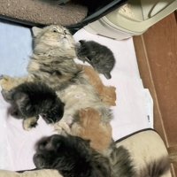 お母さん猫と6匹の子猫