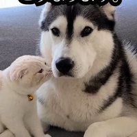 犬の顔に近づく猫