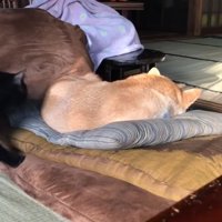 座布団で寝ている柴犬と犬を見ている黒猫