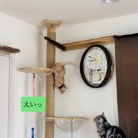 キャットタワーを下りる子猫を見守るアメリカンショートヘア