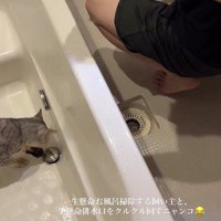 排水溝の蓋を前足で触れる猫