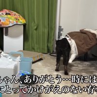 黒猫と