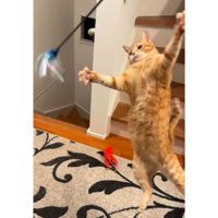 遊んでいる猫