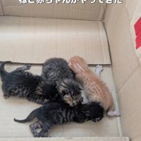 ダンボール箱の中にいる子猫たち