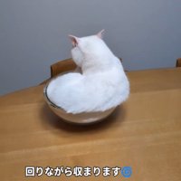 ボウルの中に座る猫の後ろ姿