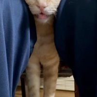 目を細める猫