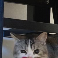 おもちゃを咥えている猫