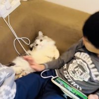 マンチカンの首から腕をのけるお兄ちゃん