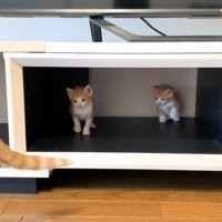 子猫ふたり