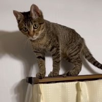カーテンレールの上の猫