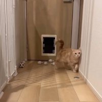 ピンからゆっくり離れる猫