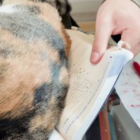 教科書の上に乗る猫