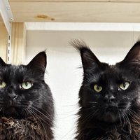 並んでいる猫たち