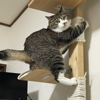 キャットタワーにしがみつくキジ白猫
