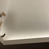 虫を捕まえたいモモちゃん