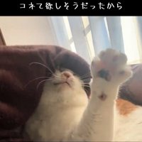 手を出す猫