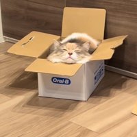 ダンボールに入る猫
