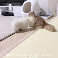 犬と向かい合ってやや体を後ろに引いている猫