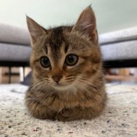 お手手ないないしている猫