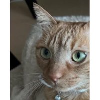室内にいる猫
