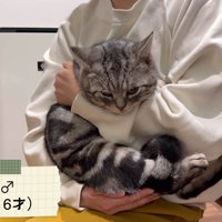 抱っこされる猫