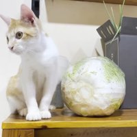 テーブルの上の猫