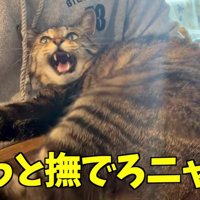 「撫でろ」と要求する百太さん