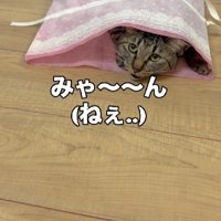 袋に入った猫