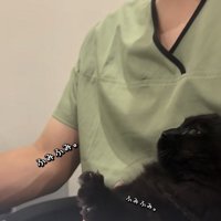 飼い主の足の上でかまってアピールをするミックス猫